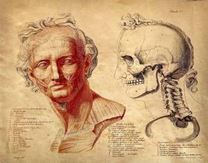 Раскраска анатомия атлас #12 #200490