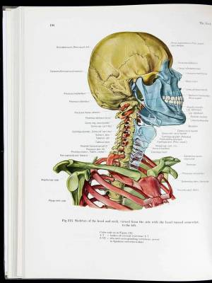 Раскраска анатомия атлас #26 #200504