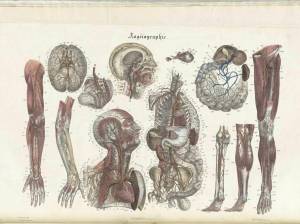 Раскраска анатомия атлас #31 #200509