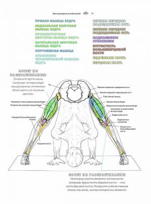 Раскраска анатомия йоги атлас #1 #200518