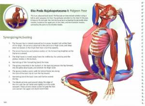 Раскраска анатомия йоги атлас #13 #200530