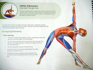 Раскраска анатомия йоги атлас #15 #200532