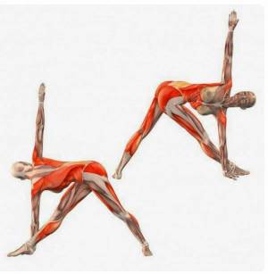 Раскраска анатомия йоги атлас #16 #200533