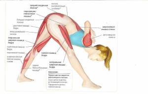 Раскраска анатомия йоги атлас #31 #200548