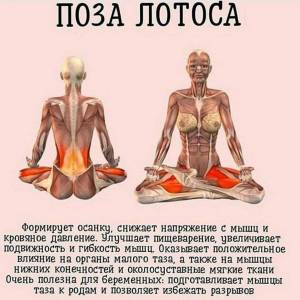 Раскраска анатомия йоги атлас #32 #200549