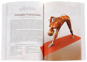Раскраска анатомия йоги атлас #35 #200552