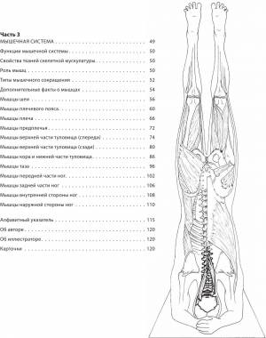 Раскраска анатомия йоги атлас #36 #200553