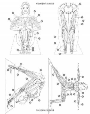 Раскраска анатомия йоги атлас #37 #200554
