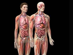 Раскраска анатомия человека #3 #200558