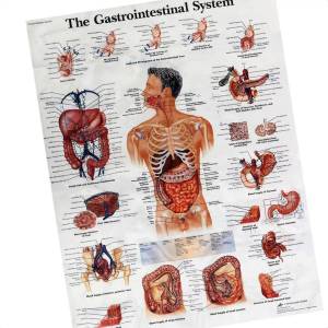 Раскраска анатомия человека #4 #200559