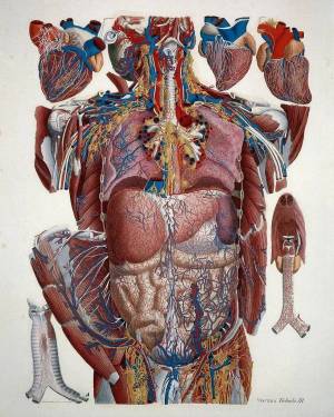 Раскраска анатомия человека #10 #200565