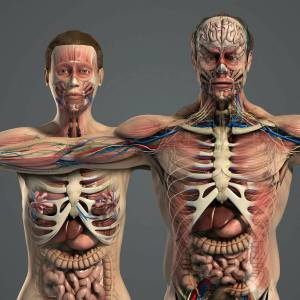 Раскраска анатомия человека #12 #200567