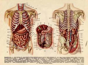 Раскраска анатомия человека #19 #200574