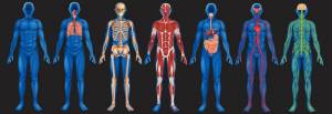 Раскраска анатомия человека #20 #200575