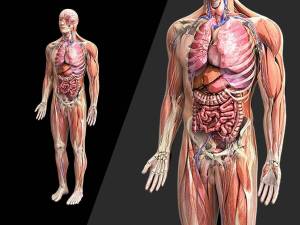 Раскраска анатомия человека #23 #200578
