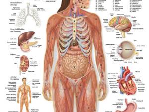 Раскраска анатомия человека #28 #200583