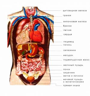 Раскраска анатомия человека #34 #200589
