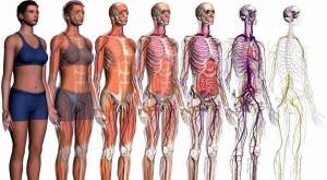 Раскраска анатомия человека #36 #200591