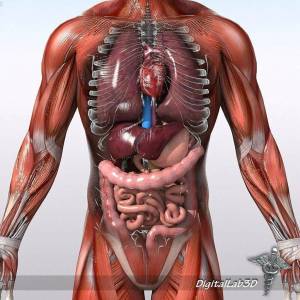 Раскраска анатомия человека #38 #200593