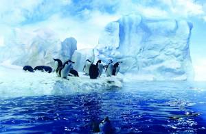 Раскраска антарктида для детей 6 7 #13 #203938