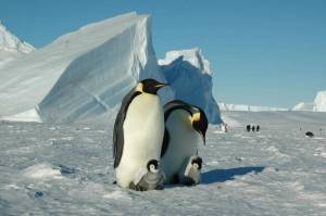 Раскраска антарктида для детей 6 7 #19 #203944