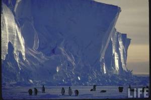 Раскраска антарктида для детей 6 7 #24 #203949