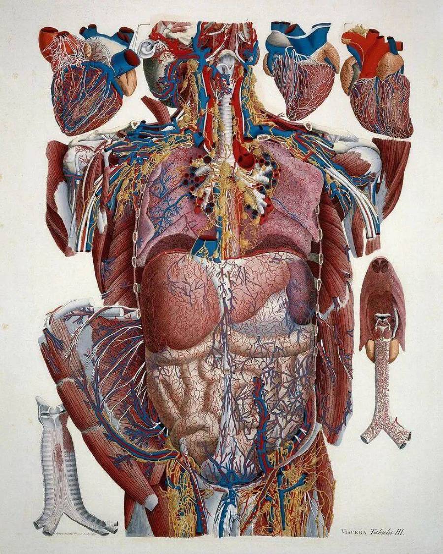Внутренняя анатомия человека фото. Анатомия тела. Анатомический атлас человека. Человеческое тело.