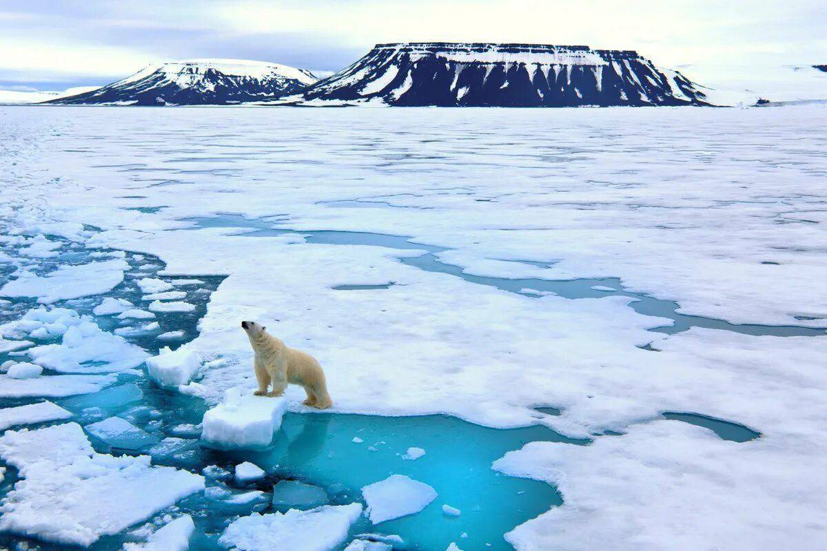 Арктика #39