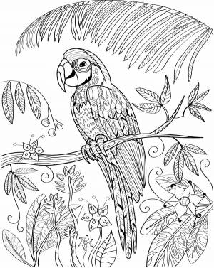 Раскраска антистресс попугай #12 #205636