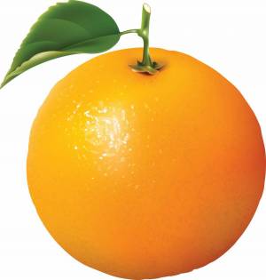 Раскраска апельсин для детей 2 3 лет #4 #206568