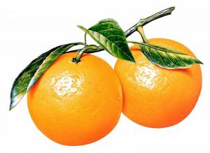 Раскраска апельсин для детей 2 3 лет #32 #206596