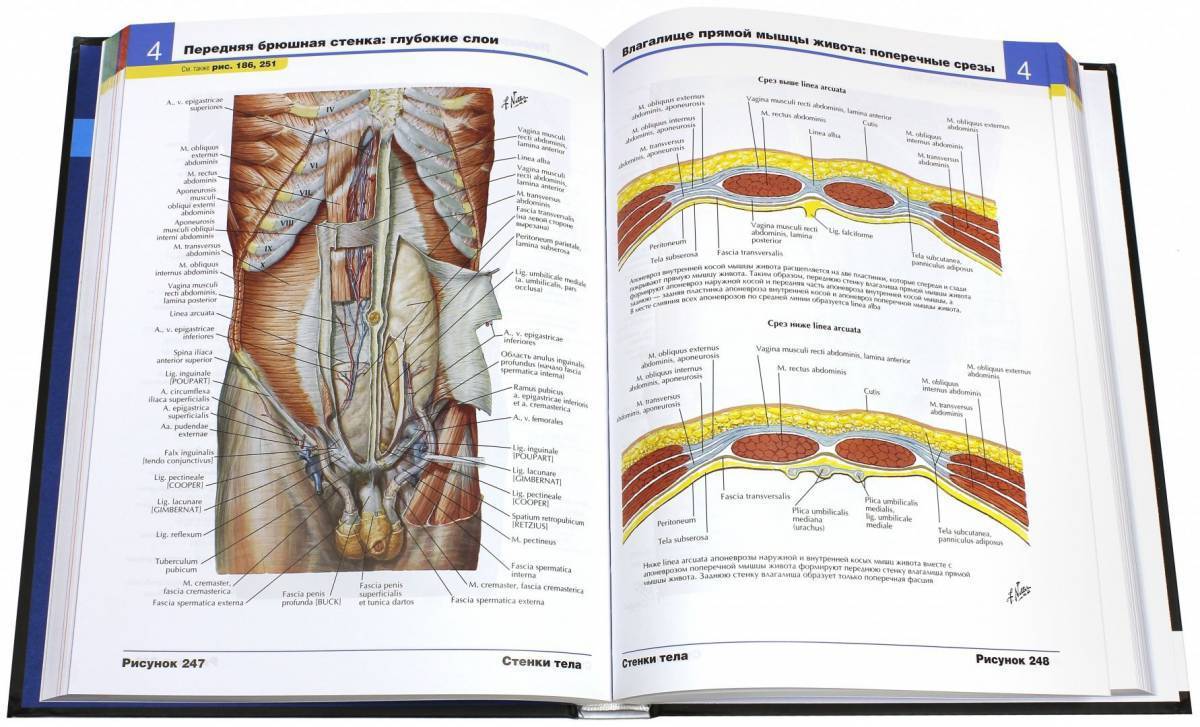 Атлас Анатомии Человека Курепина Воккен Купить