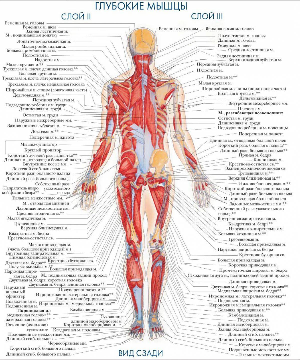 Строение скелет мышцы. Атлас анатомия человека мышечная система. Анатомия человека атлас скелет и мышцы.