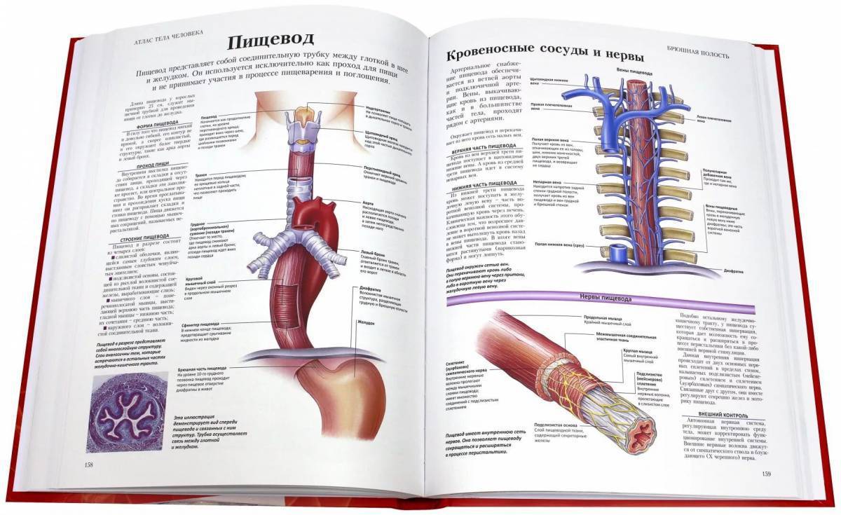 Анатомия человека атлас читать