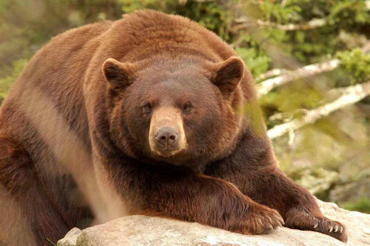 Оч аю. Ursus americanus. Ursus americanus Cinnamomum. Медведь jpg. Кадьяк (медведь).