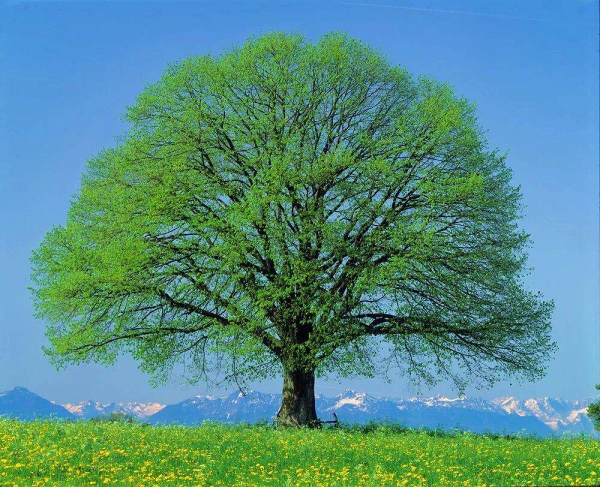 Большая картинка дерева