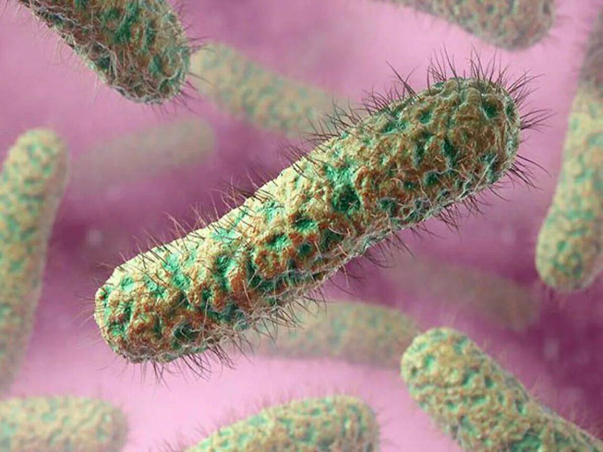 Большинство бактерий можно увидеть. Бациллы бактерии под микроскопом. Микробы и бактерии под микроскопом. Баццилы бактерии под микроскоп. Бактерия Cupriavidus necator.