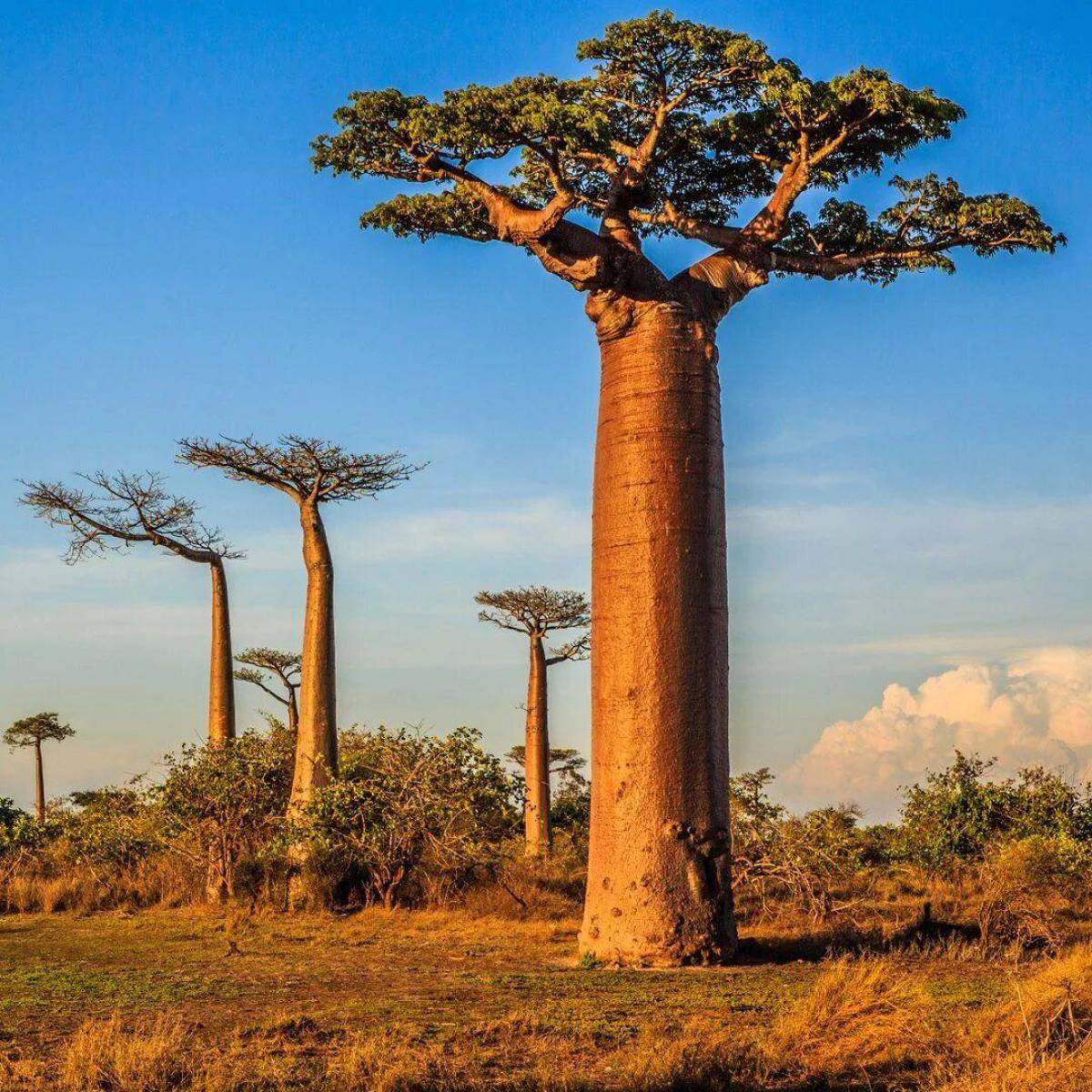 5 растений африки. Баобаб в саванне Африки. Баобаб Адансония. Адансония пальчатая (баобаб пальчатый). Дерево в Африке баобаб.