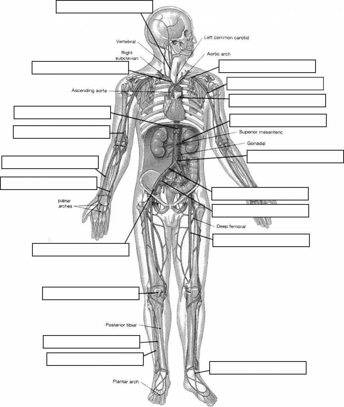 Анатомия человека 1. Анатомия человека. Строение тела человека. Анатомия человека черно белая.