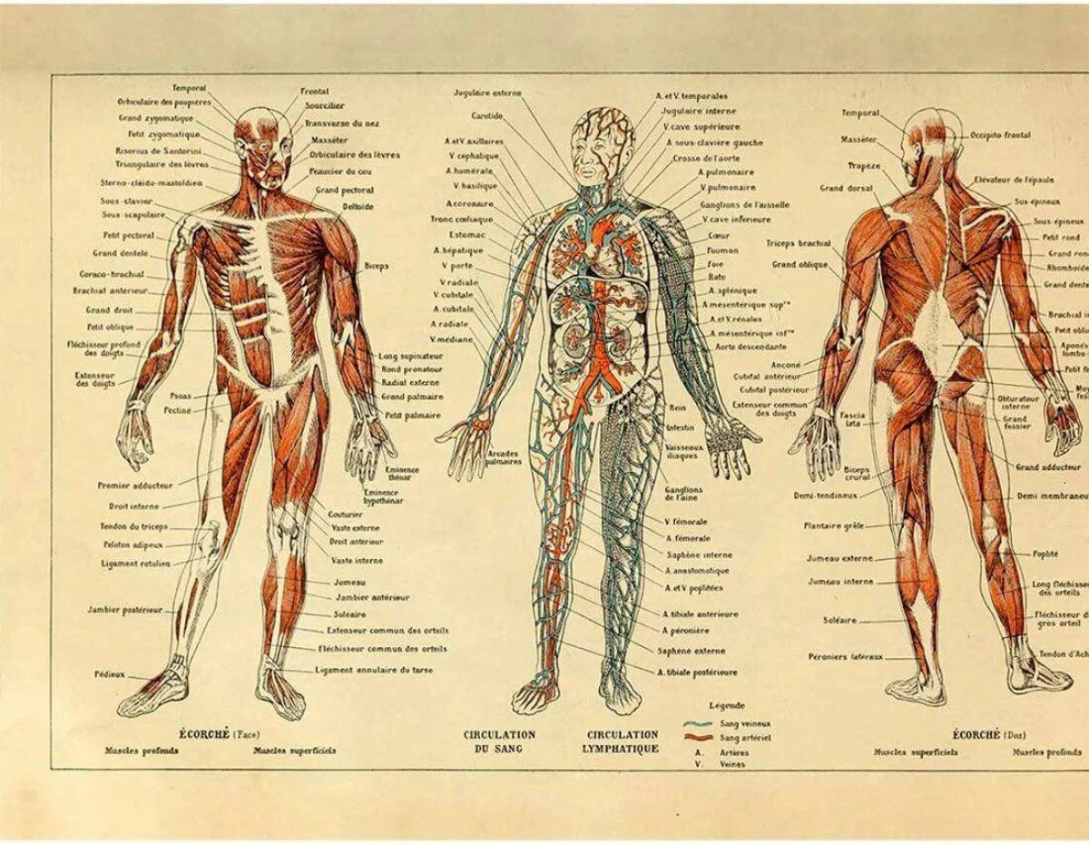 Анатомический атлас человека в картинках смотреть