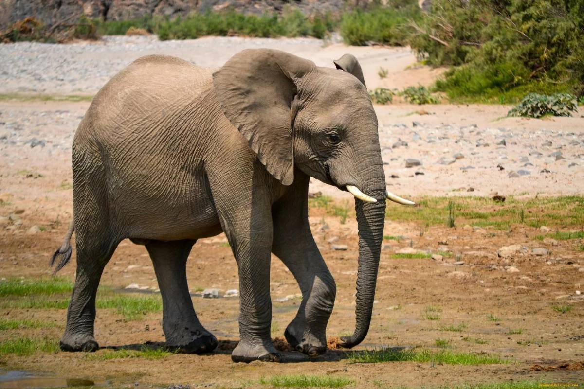 Африканский слон #2
