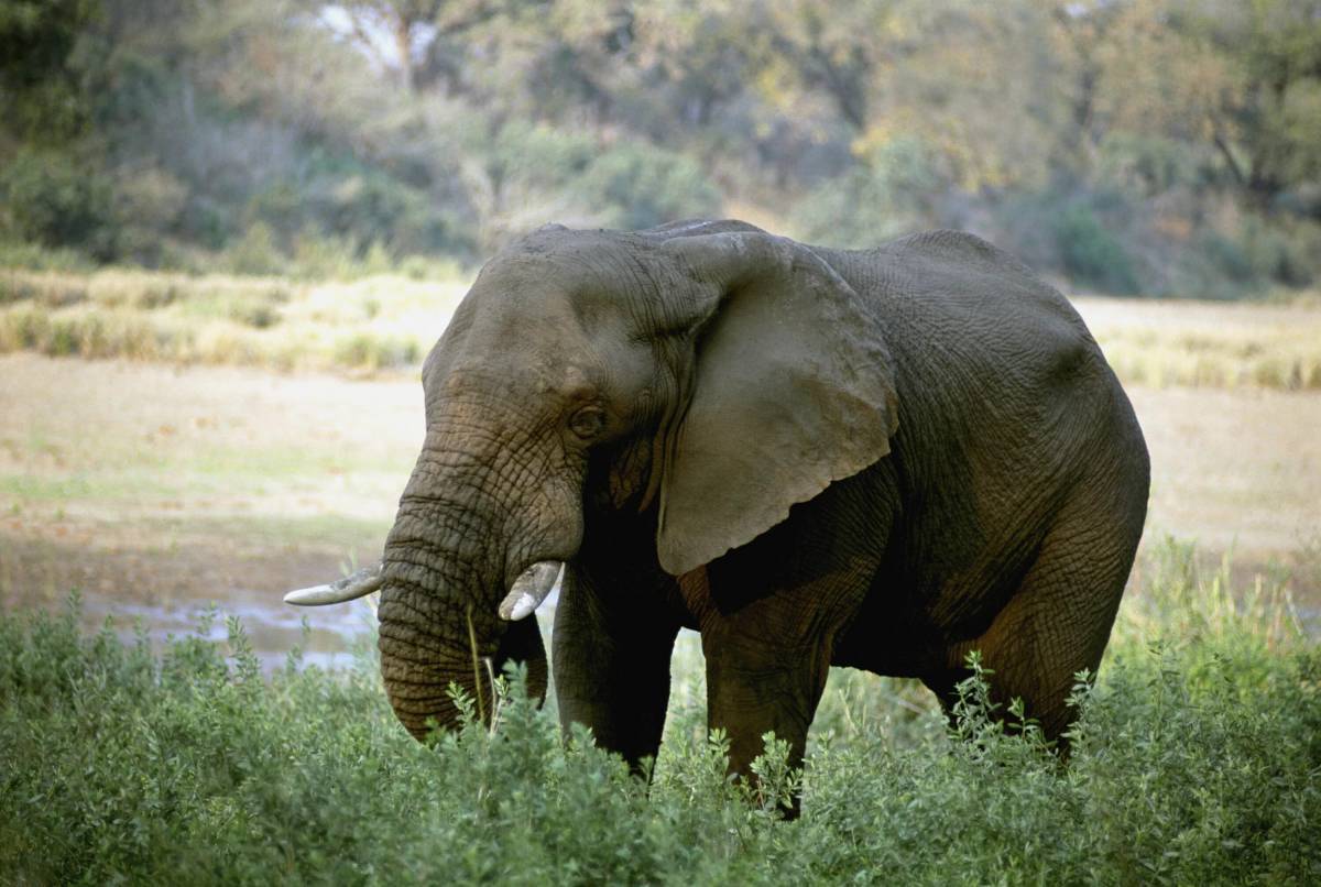 Африканский слон #3