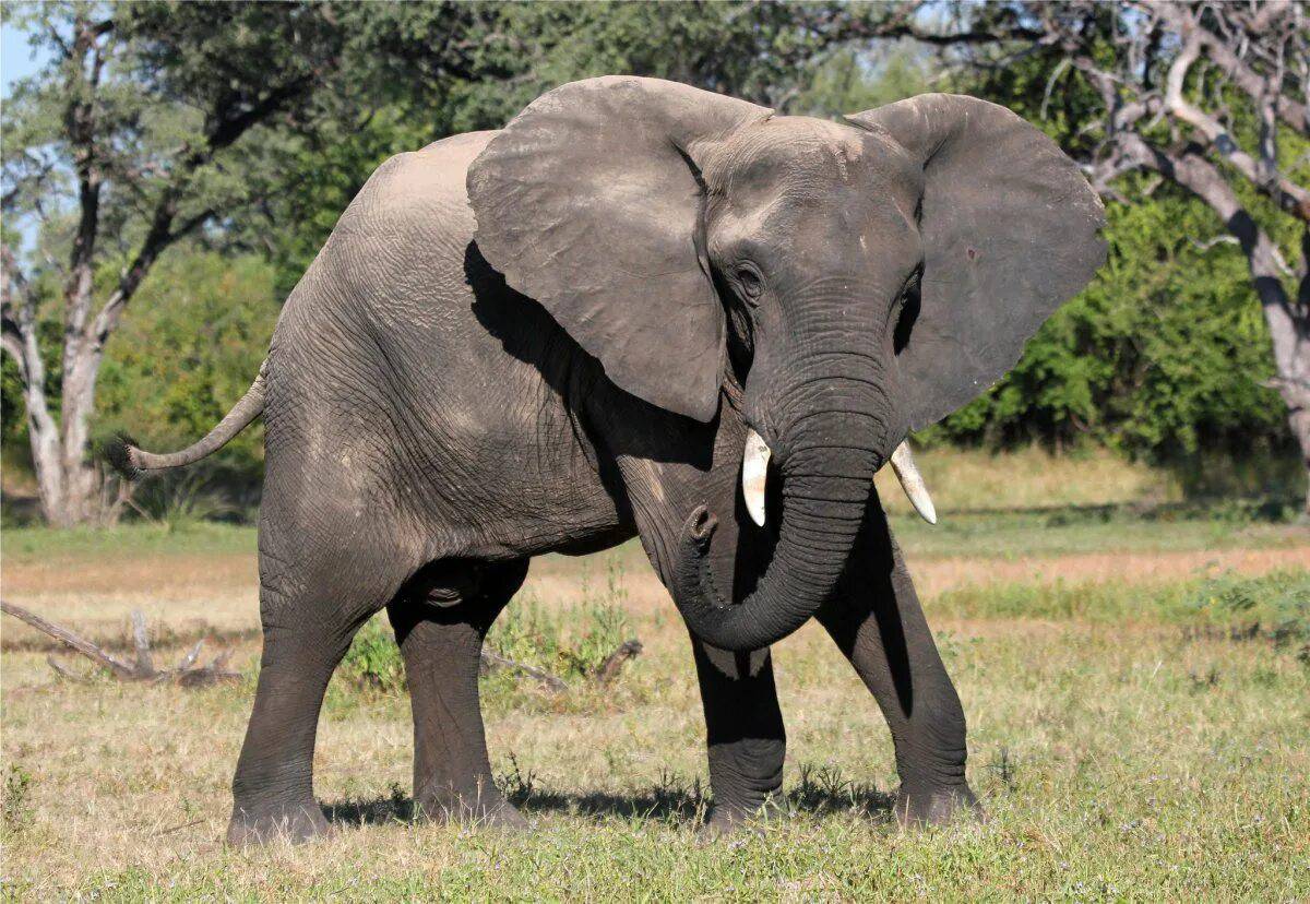 Африканский слон #5