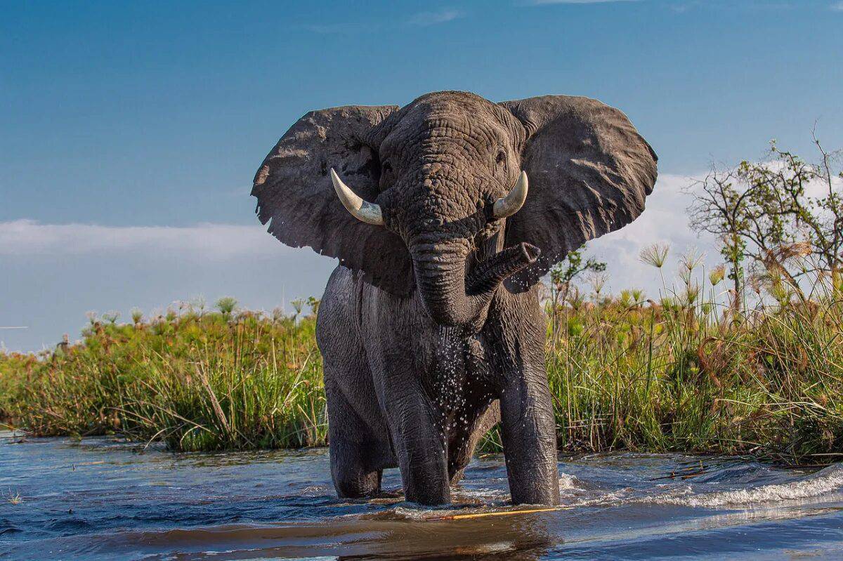 Африканский слон #10