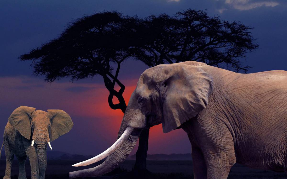 Африканский слон #11