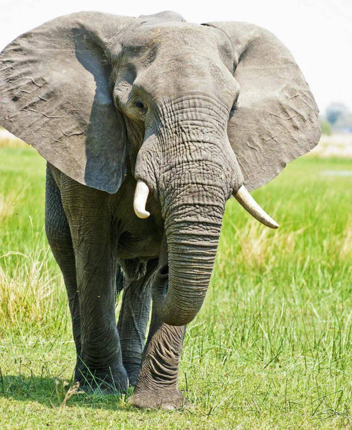 Африканский слон #12