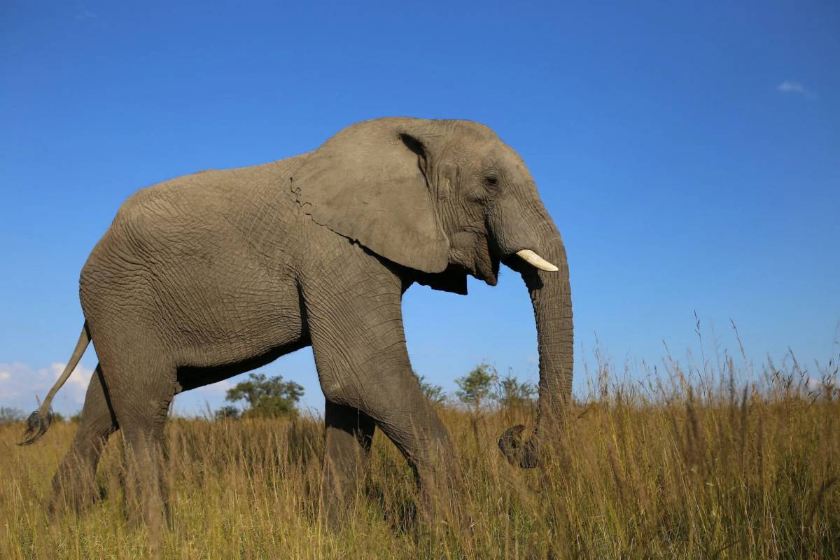 Африканский слон #13