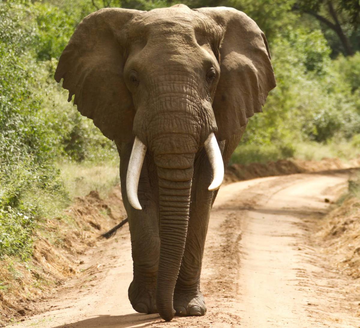 Африканский слон #16