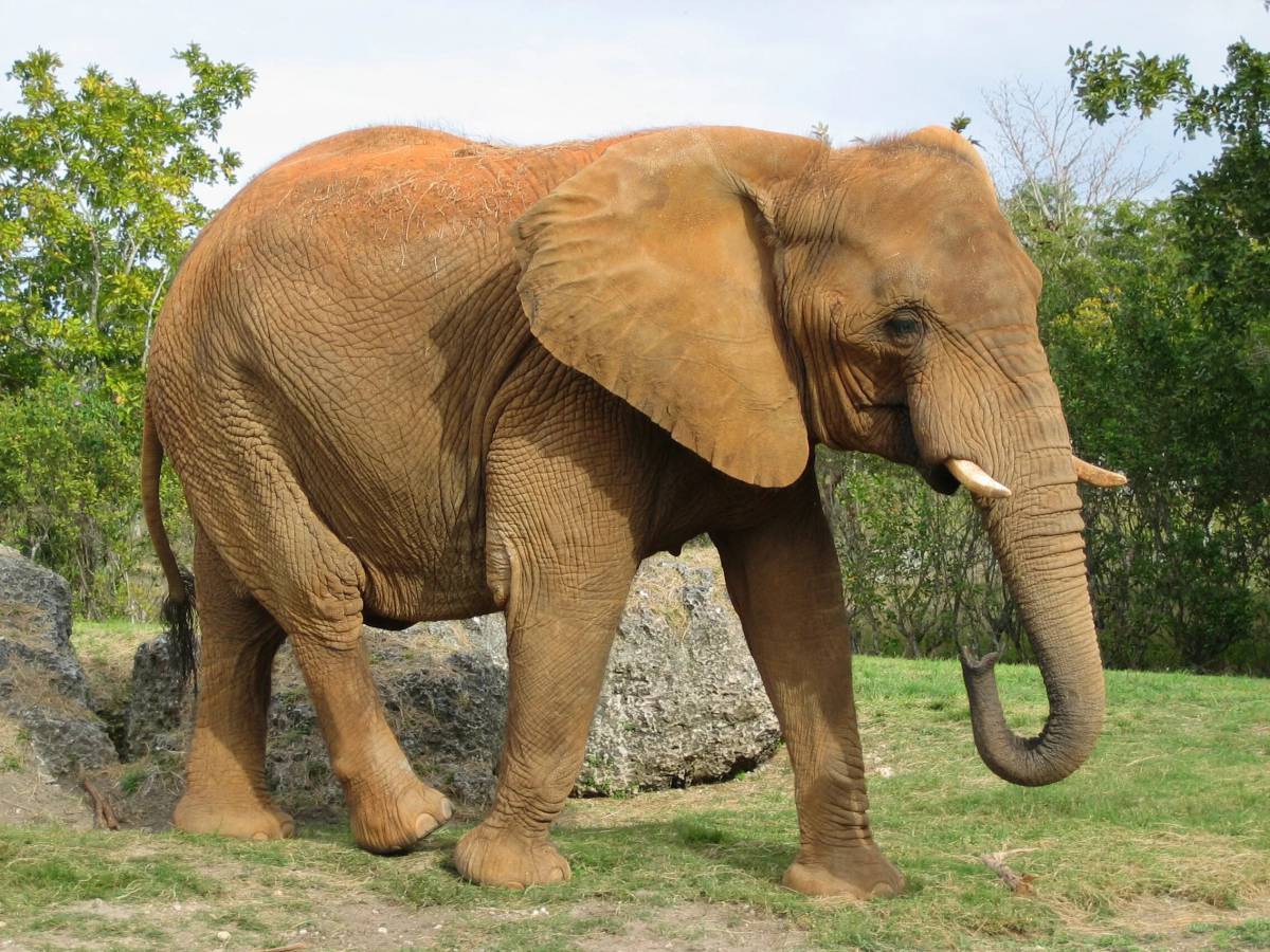 Африканский слон #17