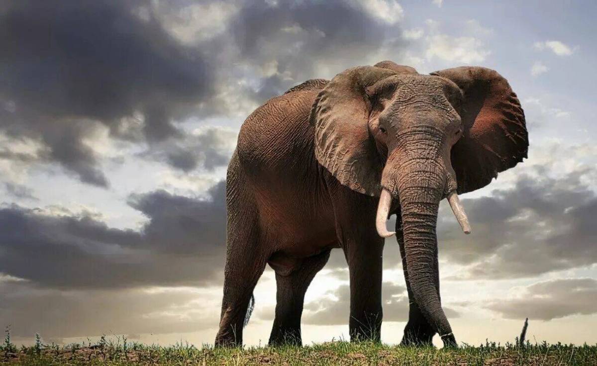 Африканский слон #18